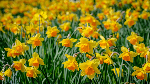 Fototapeta Naklejka Na Ścianę i Meble -  Spring time daffodils