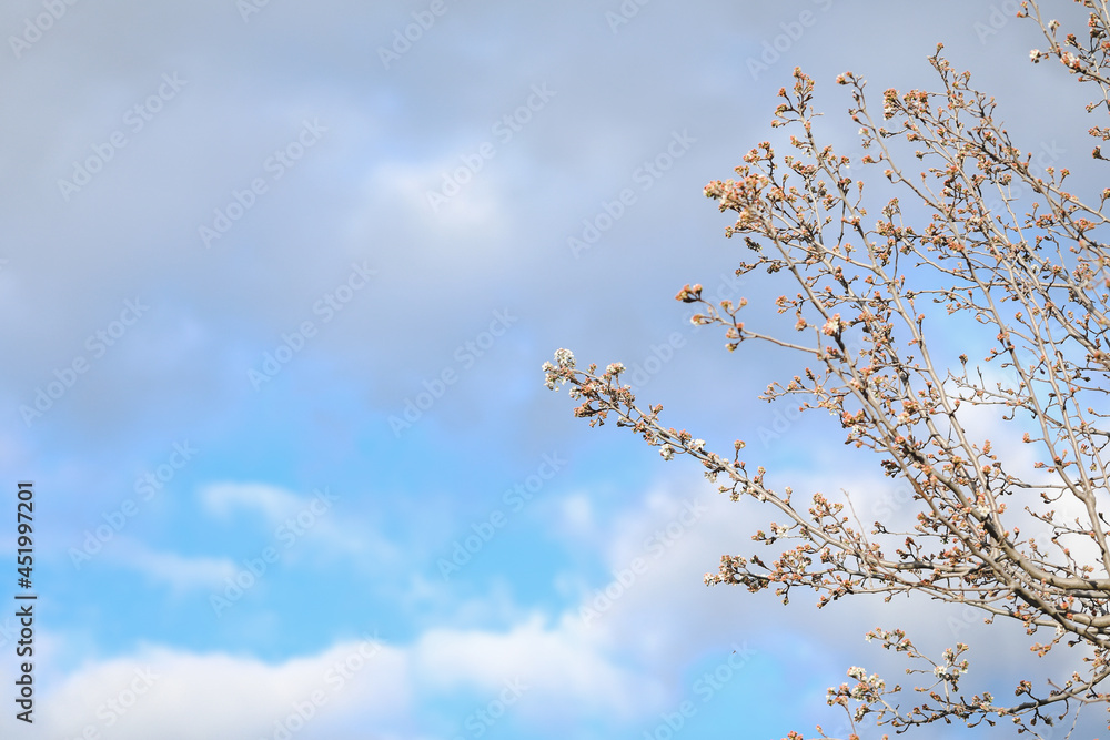 Delicate white blossom flowers on tree in early spring Delicate white blossom flowers on tree in early spring