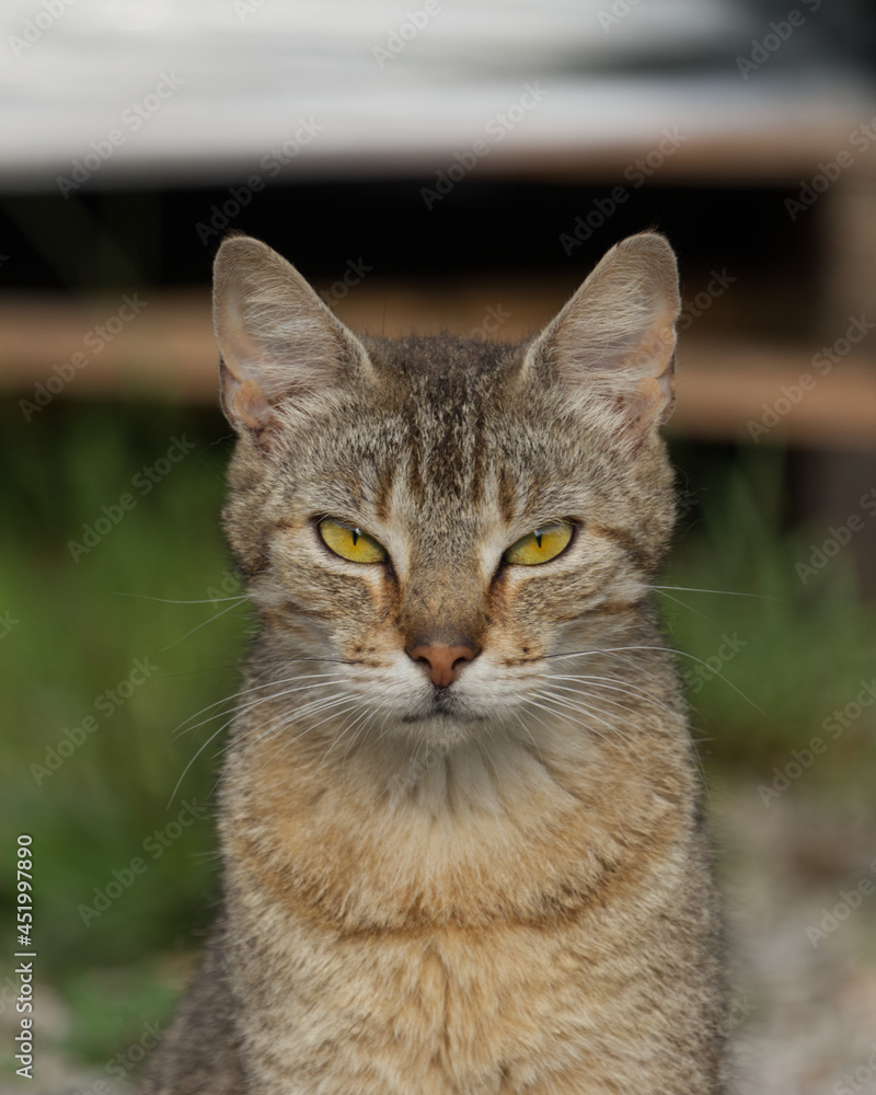 Cat staring into camera with a stern look in his yellow eyes