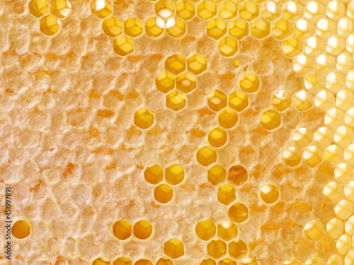 fresh honey combs