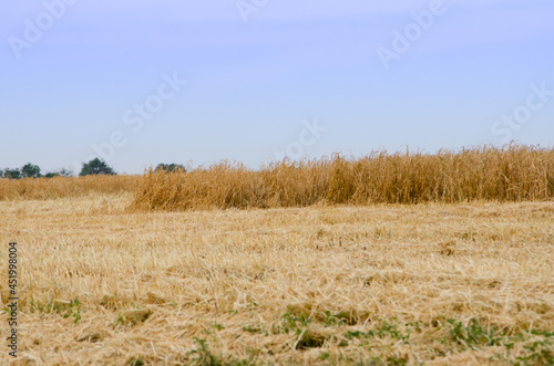 background of ripening ears of yellow wheat, fields, copy space countryside meadow natural photography The idea of ​​a rich harvest