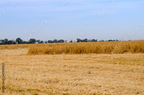 background of ripening ears of yellow wheat  fields  copy space countryside meadow natural photography The idea of       a rich harvest