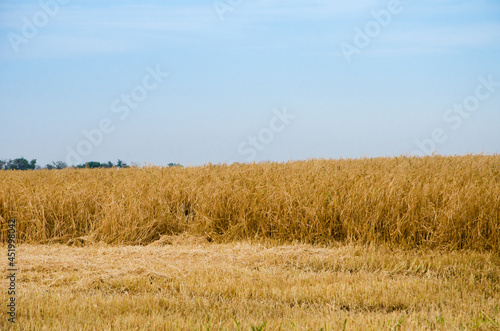 background of ripening ears of yellow wheat, fields, copy space countryside meadow natural photography The idea of ​​a rich harvest