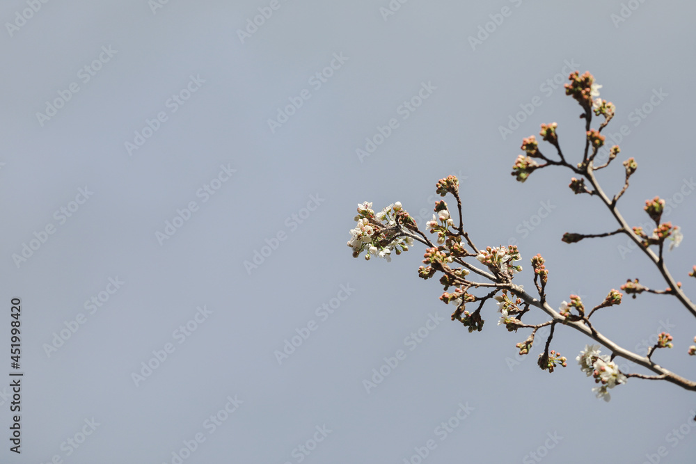 Delicate white blossom flowers on tree in early spring