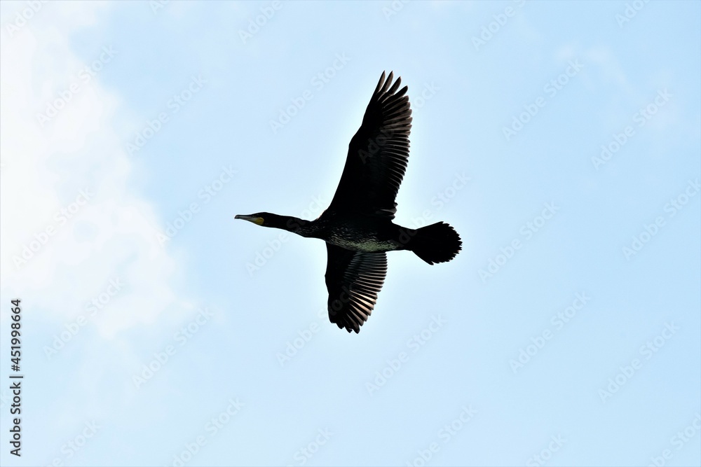 Fototapeta premium Ein Kormoran im Flug- Flugbild 