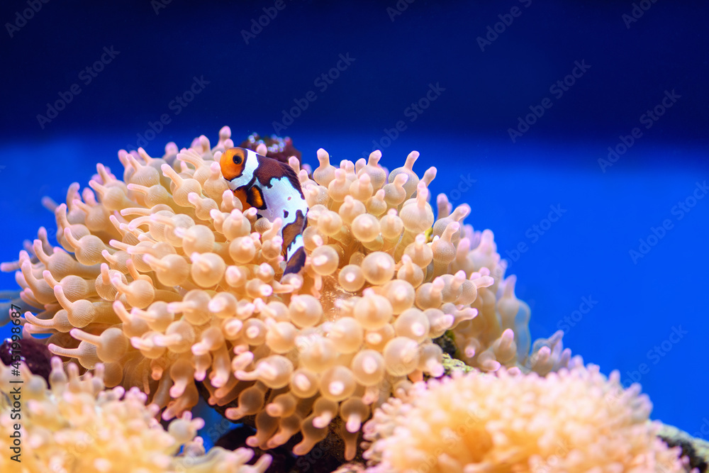 Clown fish swim in bubble anemones in a marine aquarium (Amphiprion). Marine and ocean background.. Clown fish swim in bubble anemones in a marine aquarium (Amphiprion). Marine and ocean background..
