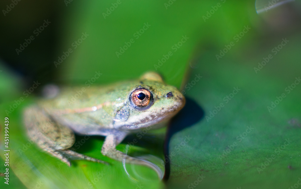 Obraz premium Kleiner Frosch