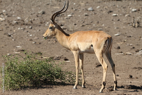 impala eating 