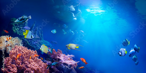 Fototapeta Naklejka Na Ścianę i Meble -  Animals of the underwater tropical world. Panoramic view of the coral reef. Colorful tropical fish. Ecosystem.
