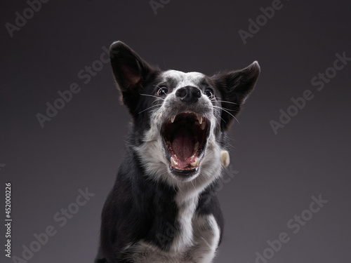 the dog catches food. expressive Border Collie. funny pet on black background