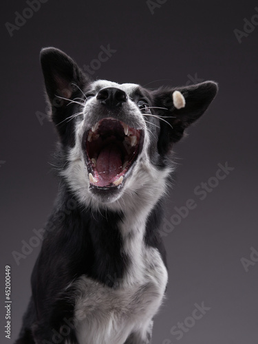 the dog catches food. expressive Border Collie. funny pet on black background © annaav