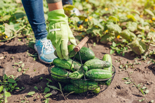 Woman farmer harvesting cucumbers in kitchen garden. Gardener puts vegetables in basket. Growing healthy food