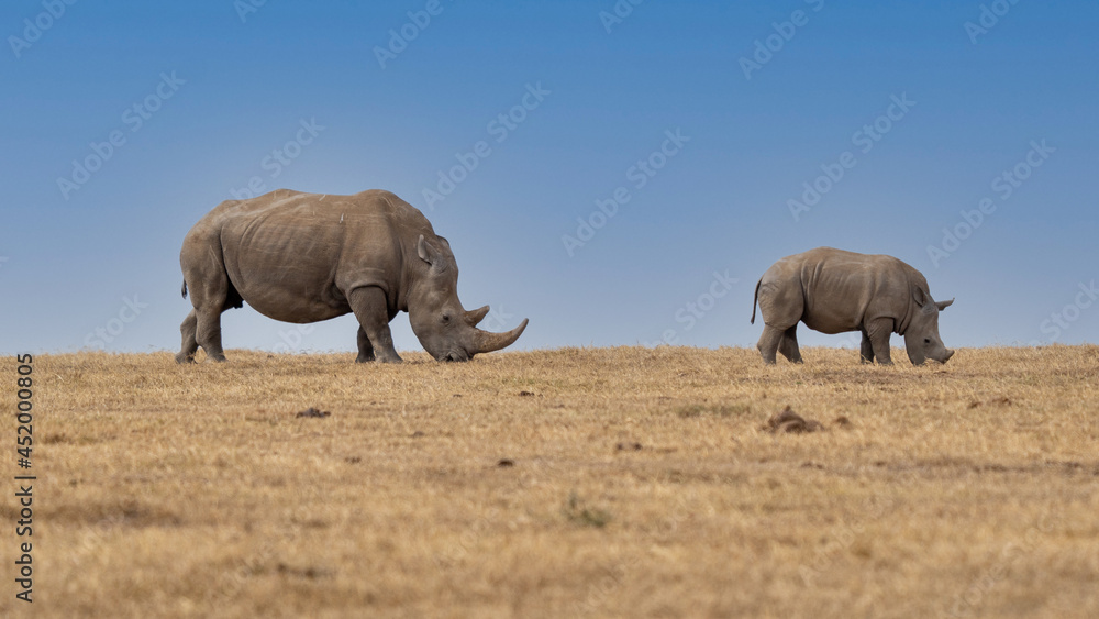 Fototapeta premium White Rhinoceros Ceratotherium simum Square-lipped Rhinoceros at Khama Rhino Sanctuary Kenya Africa.