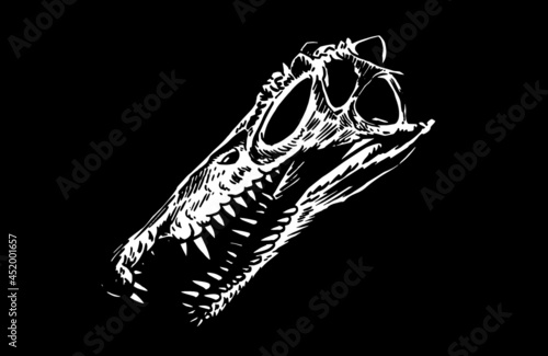 Graphical 3d skull of spinosaurus isolated on black, paleontology	