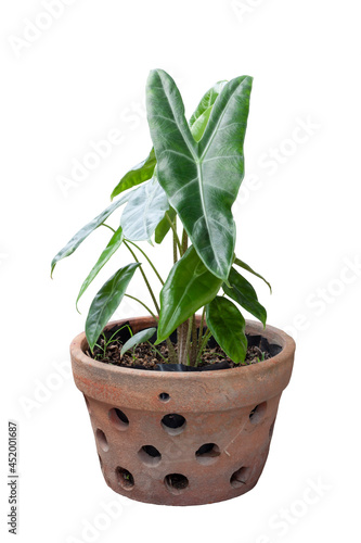 Philodendron growing in brown pot isolated on white background included clipping path.