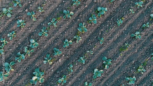 Diagonal rows of small growing green cabbage seedlings and black inter-row soil spacings with rootballs aerial zoom out photo