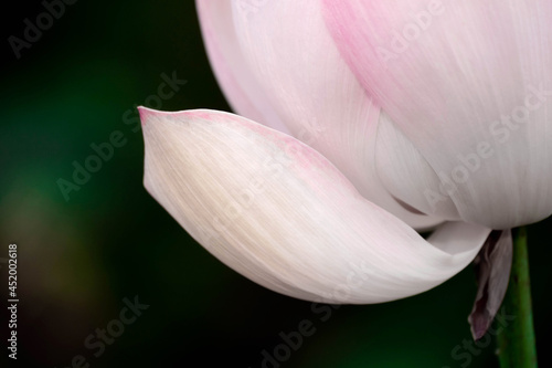 pink lotus flower. The background is the lotus leaf and pink lotus flower and lotus bud in a pond