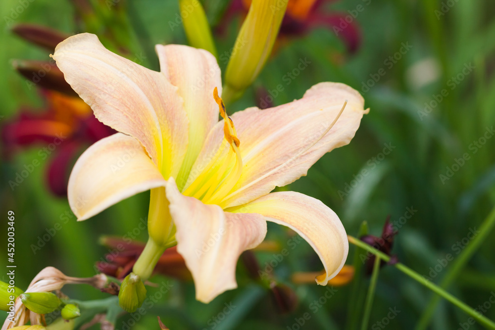Yellow lily flower grow in a garden, close up Yellow lily flower grow in a garden, close up