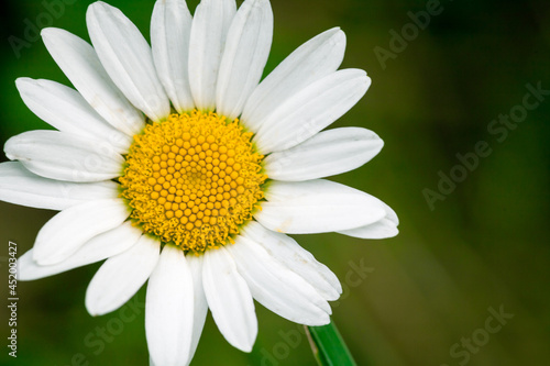 Daisy flower macro photo