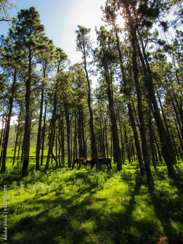 Fototapeta premium forest in the morning