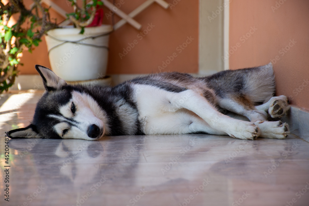beautiful female siberian husky dog lying on the floor and sleeping