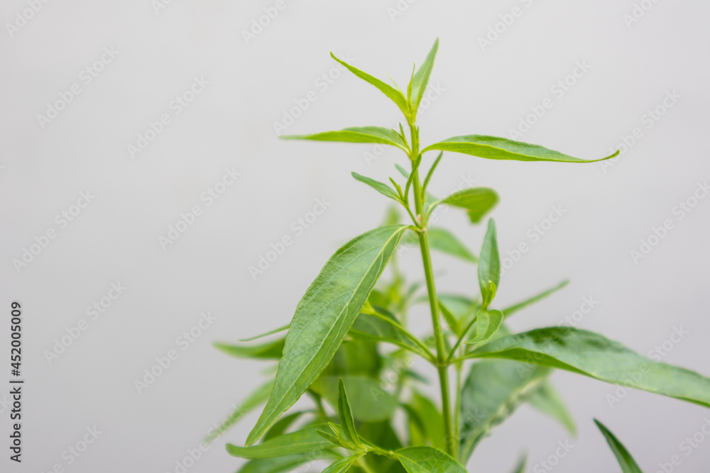 Fototapeta premium Herb Plant, Andrographis paniculata plant organic farm at Thailand