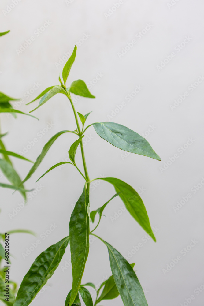 Obraz premium Herb Plant, Andrographis paniculata plant organic farm at Thailand