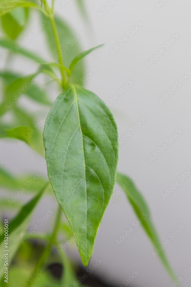 Herb Plant, Andrographis paniculata plant organic farm at Thailand Herb Plant, Andrographis paniculata plant organic farm at Thailand
