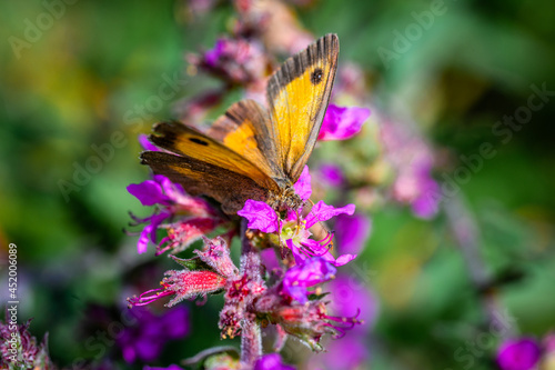 Orange/brown butterfly on a pink flower