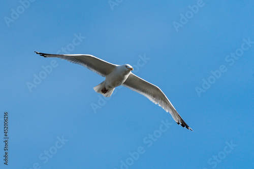 Common Gull (Larus canus) seagull bird in flight flying in the UK with a clear blue sky and copy space, stock photo image