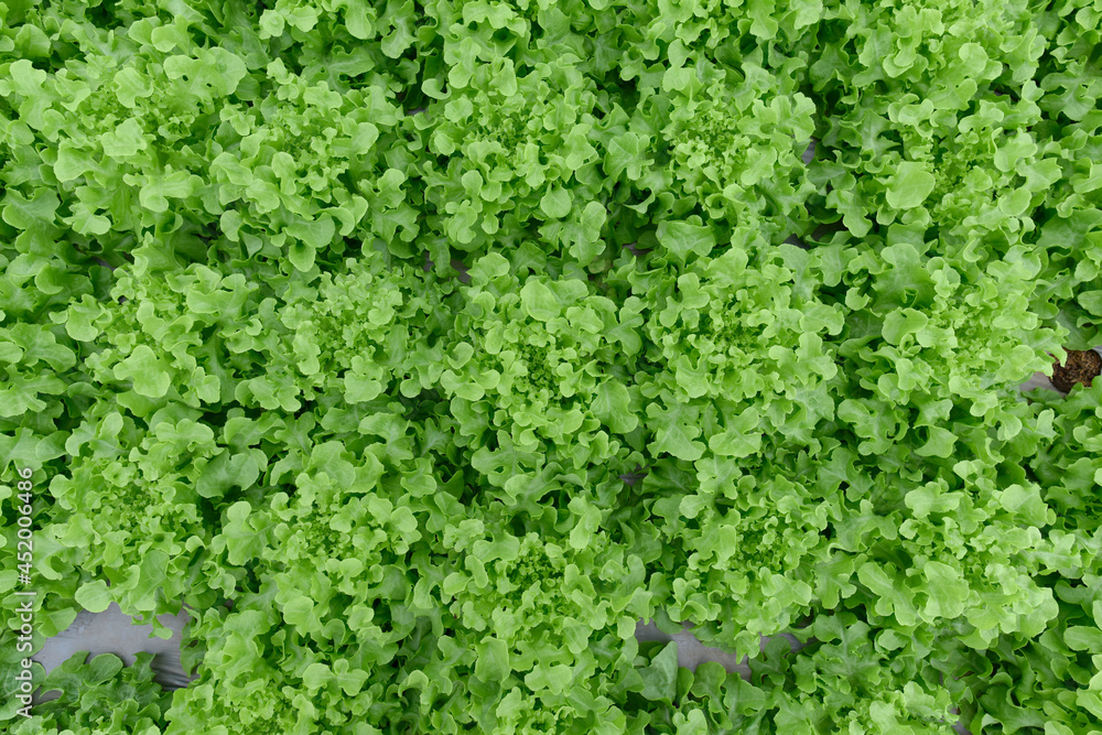 top view Beautiful organic green oak lettuce, cos lettuce or Salad vegetable garden on the soil growing, Concept Harvesting Agricultural Farming. organic agriculture farm in Thailand.
