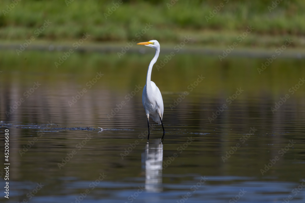 The snowy egret (Egretta thula) , small white heron on the marsh. The snowy egret (Egretta thula) , small white heron on the marsh.