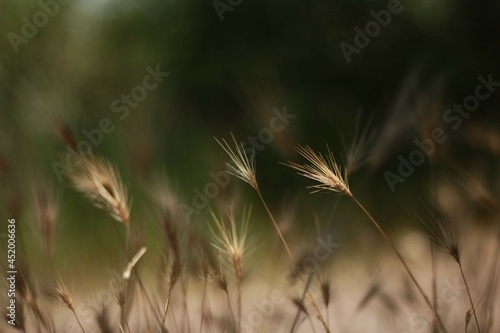 spikelet