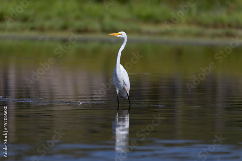 The snowy egret (Egretta thula) , small white heron on the marsh. © karel