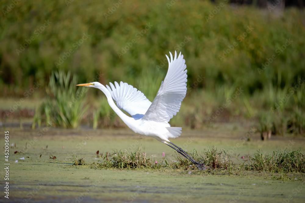 The snowy egret (Egretta thula) , small white heron The snowy egret (Egretta thula) , small white heron