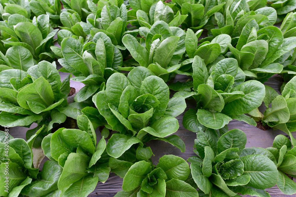 Organic vegetables. fresh cos lettuce in the farm. fresh organic cos lettuces vegetable. concept organic agriculture farm harvest in Thailand, South east Asia. Organic vegetables. fresh cos lettuce in the farm. fresh organic cos lettuces vegetable. concept organic agriculture farm harvest in Thailand, South east Asia.