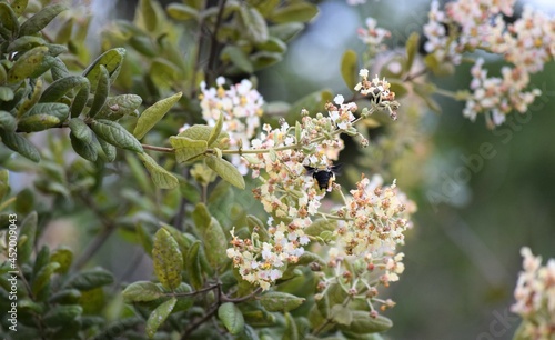 abelha na flor