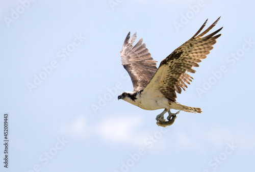 osprey in flight carrying a fish in its talons against a blue sky with some clouds