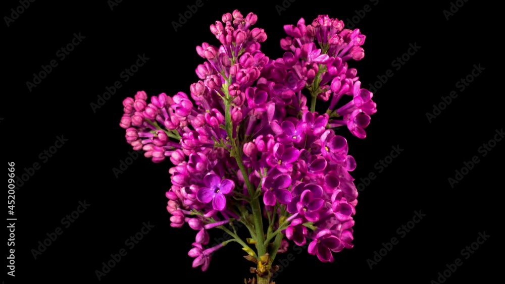 Lilac Blossoms. Beautiful Time Lapse of Opening Violet Flower of Lilac on a Black Background. Time Lapse. 4K. Lilac Blossoms. Beautiful Time Lapse of Opening Violet Flower of Lilac on a Black Background. Time Lapse. 4K.