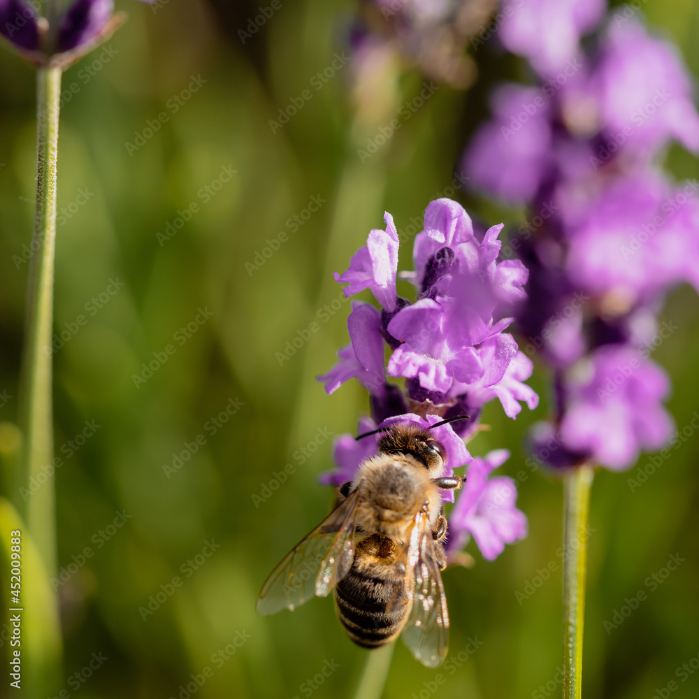Fototapeta premium European honey bee on a lavender flower