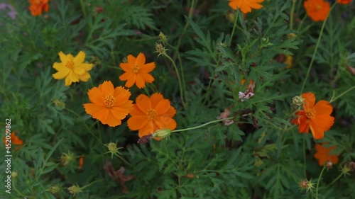 Yellow Cosmos flower blooming in the field. Sulfur cosmos with nature garden background