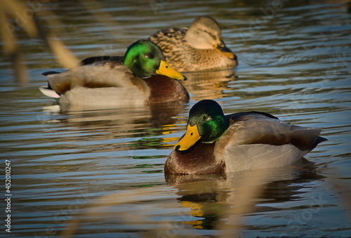 Mallard ducks on a partially frozen lake.