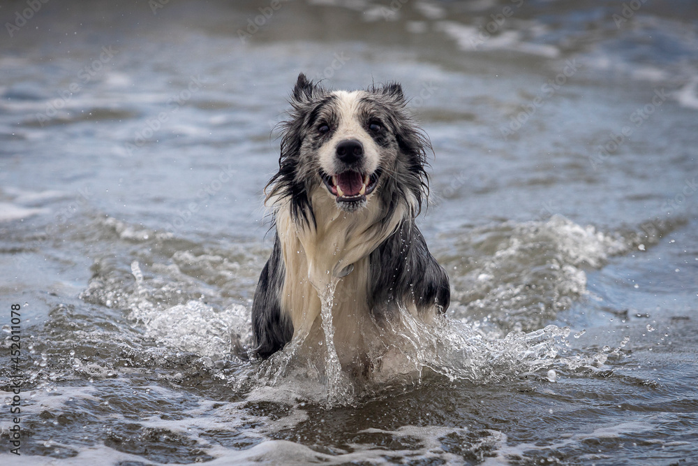 happy gray border collie playing in the ocean