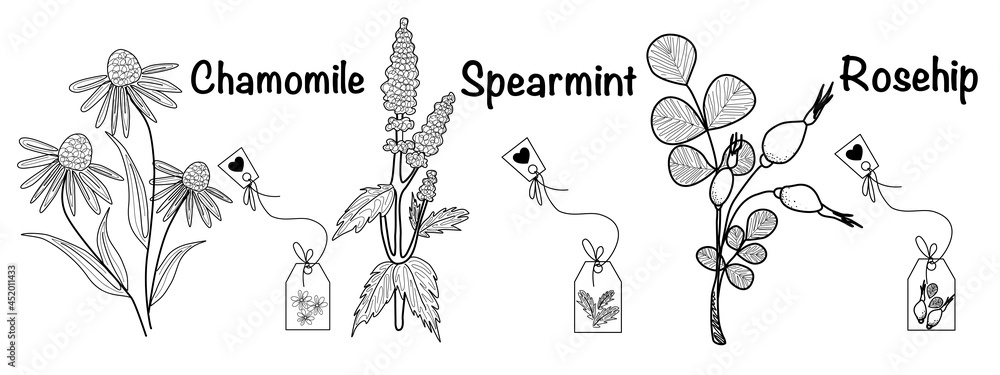 Vector illustration set of a tea herbs spearmint, chamomile,rosehip and tea bag elements in sketch style for labels, packaging and postcard design. Herbal tea with mint