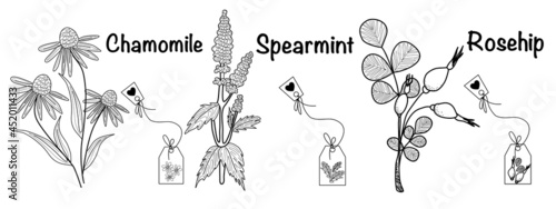 Vector illustration set of a tea herbs spearmint, chamomile,rosehip and tea bag elements in sketch style for labels, packaging and postcard design. Herbal tea with mint