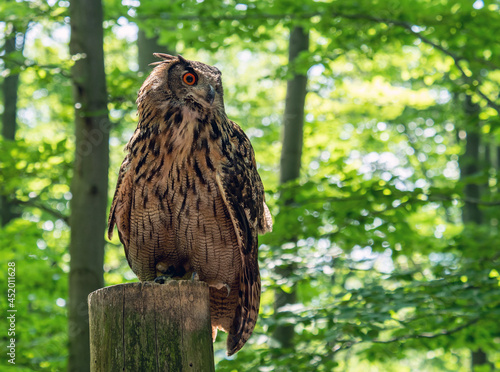 eurasian eagle-owl bubo bubo
