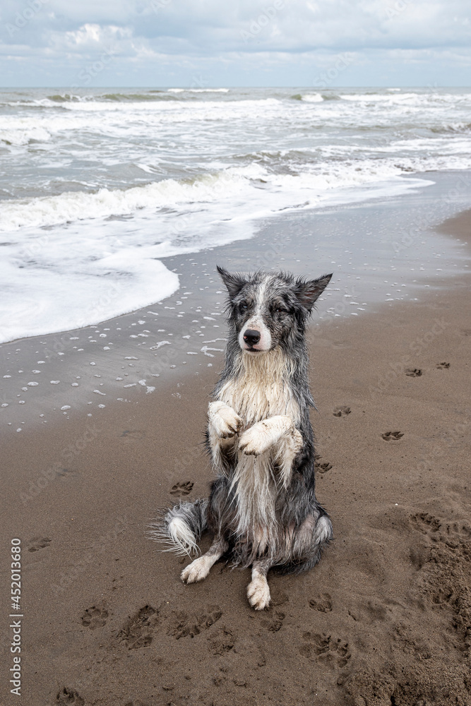 young border collie dog sitting on hind legs on the shore