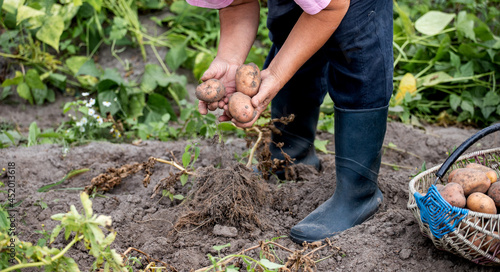 harvesting potatoes