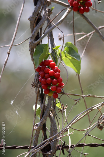 Heart-leaved moonseed or Giloy (Tinospora cordifolia) berries photo