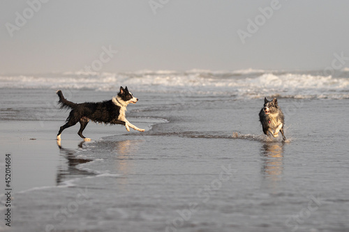 two border collie dogs running in shallow ocean water